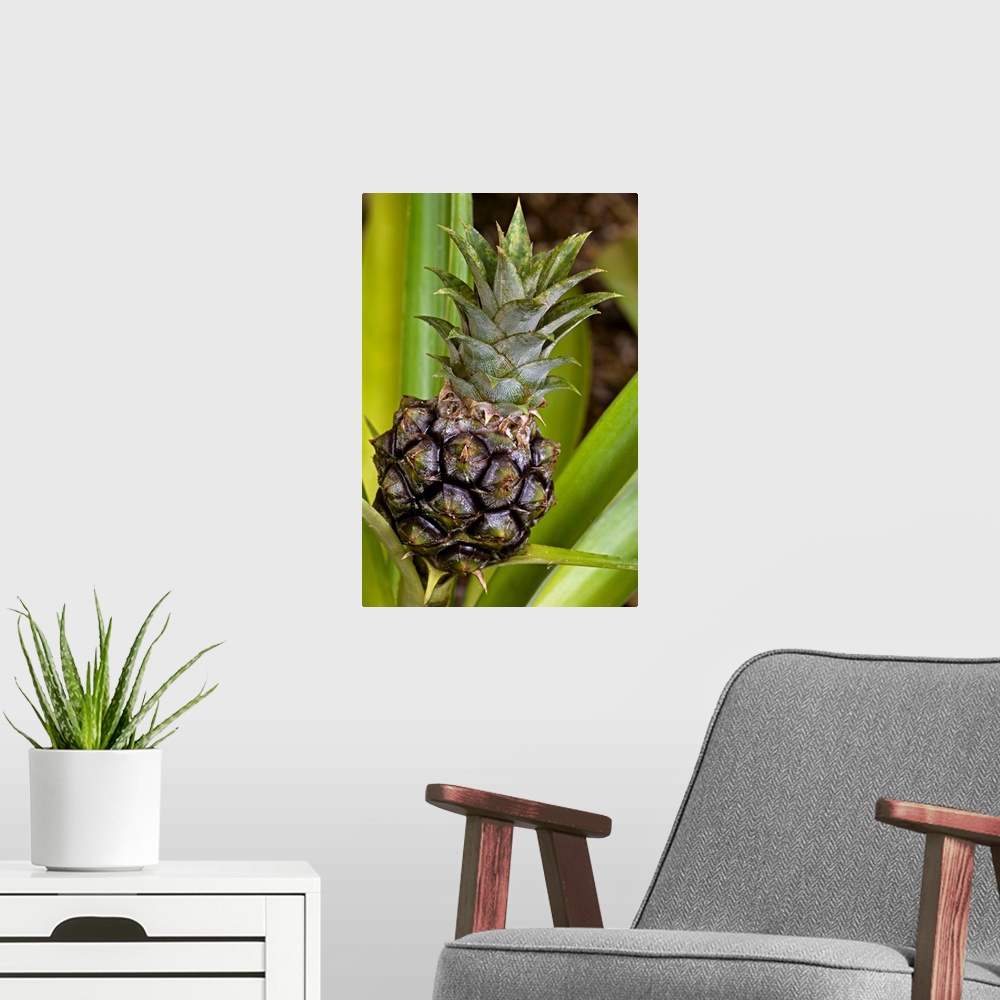 A modern room featuring Brazilian plume flowers (Justicia carnea). This plant is native to South America.