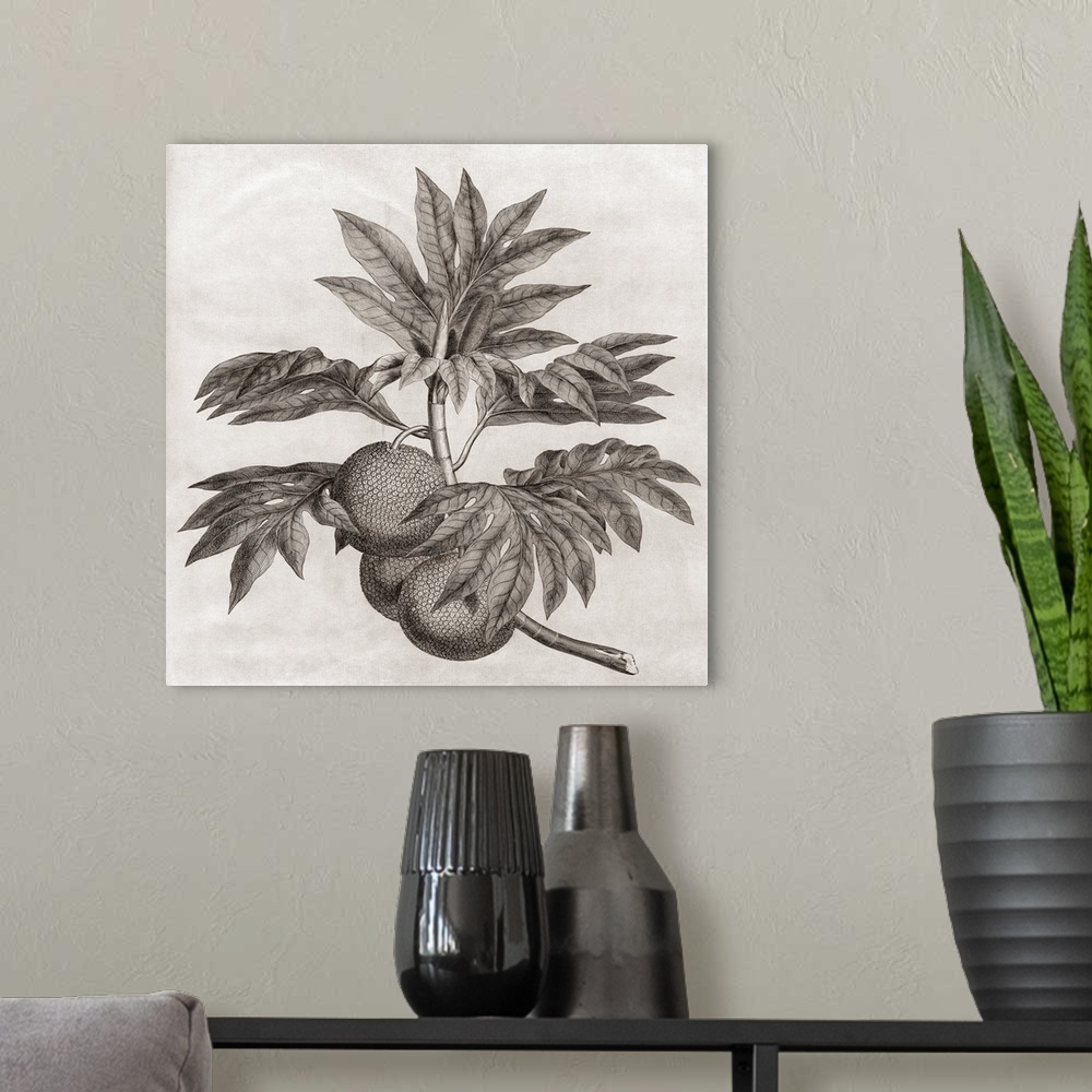 A modern room featuring Breadfruit. Engraving of breadfruit, the fruit of the breadfruit tree (Artocarpus altilis). The b...