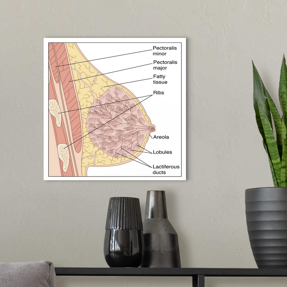 A modern room featuring Breast anatomy. Artwork of a vertical cross-section through a female breast seen from the side. A...