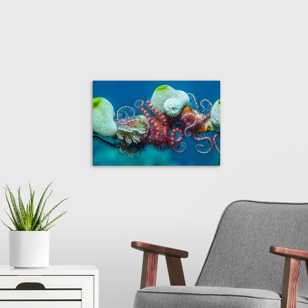 A modern room featuring Brittlestar and seasquirts. Dark red-spined brittlestar (Ophiothrix purpurea, feather-like) and g...
