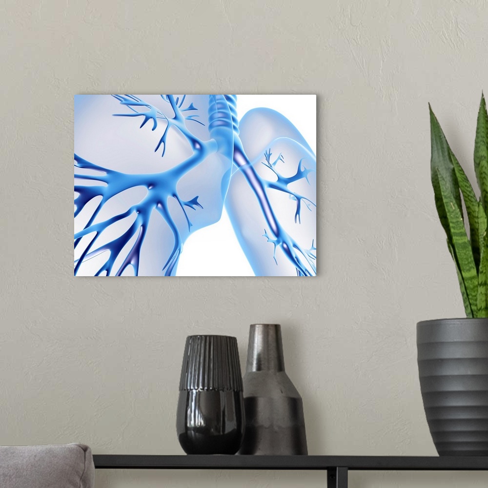A modern room featuring Bronchial tree. Computer artwork representing a human bronchial tree and lungs. The human bronchi...