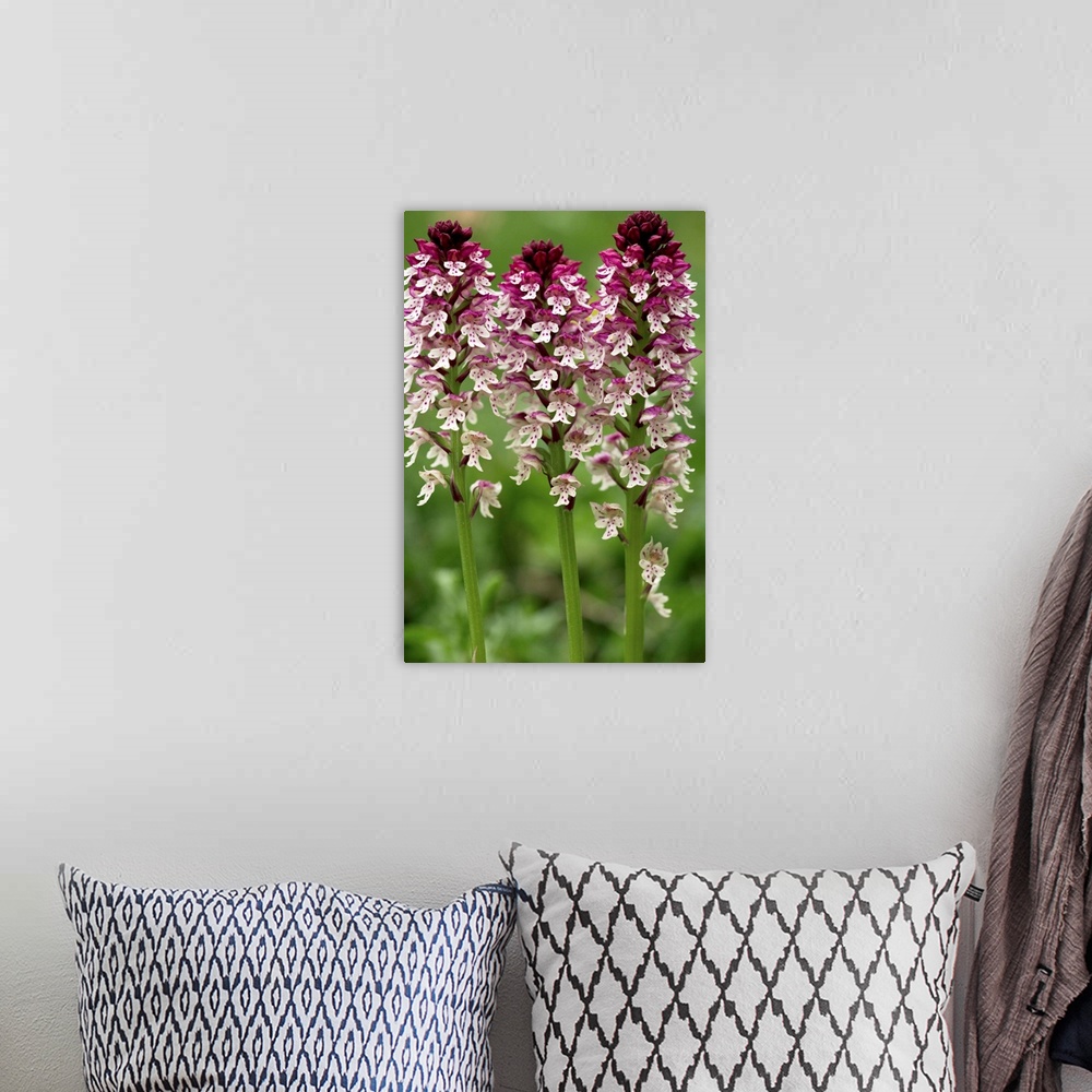 A bohemian room featuring Burnt orchid (Orchis ustulata) flowers.