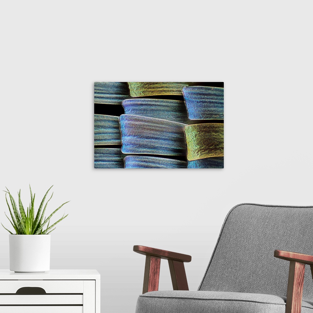 A modern room featuring Butterfly wing scales. Light micrograph of scales on the wing of a butterfly. The colour of a but...