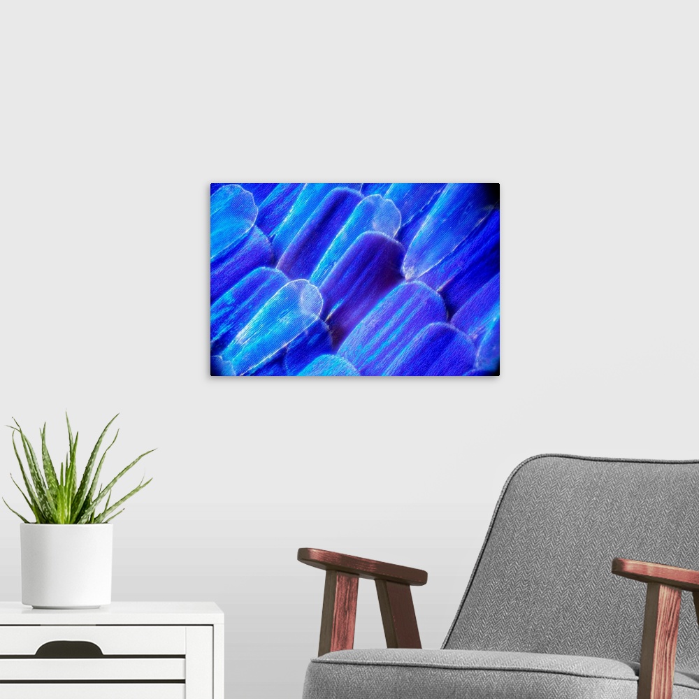 A modern room featuring Butterfly wing scales. Light micrograph of scales on the wing of a butterfly. The colour of a but...