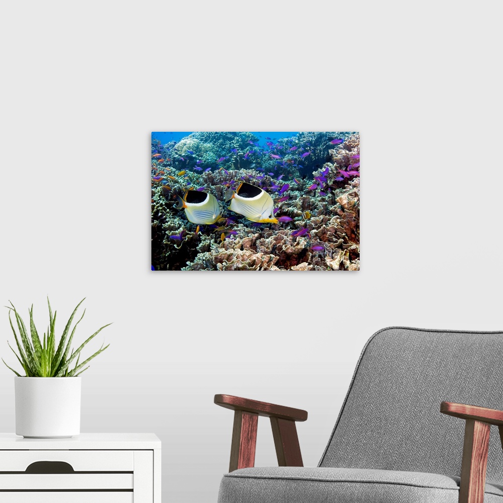 A modern room featuring Butterflyfish (family Chaetodontidae) and purple anthias fish (Pseudanthias tuka, purple) schooli...