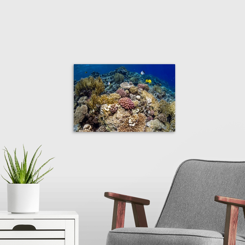 A modern room featuring Butterflyfish on a reef. Hooded butterflyfish (Chaetodon larvatus) and golden butterflyfish (Chae...