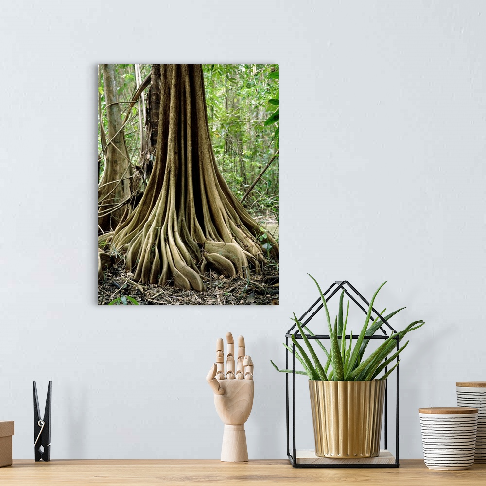 A bohemian room featuring Buttress roots on an unidentified tree in the Nariva freshwater swamp, Trinidad. The roots arise ...