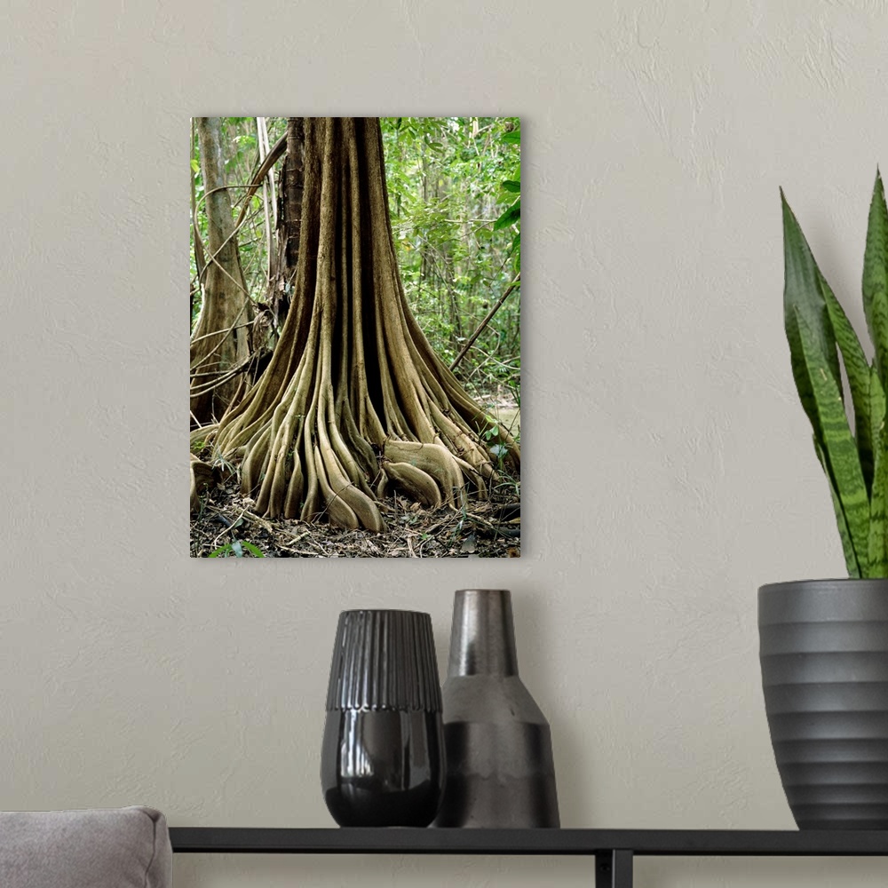 A modern room featuring Buttress roots on an unidentified tree in the Nariva freshwater swamp, Trinidad. The roots arise ...