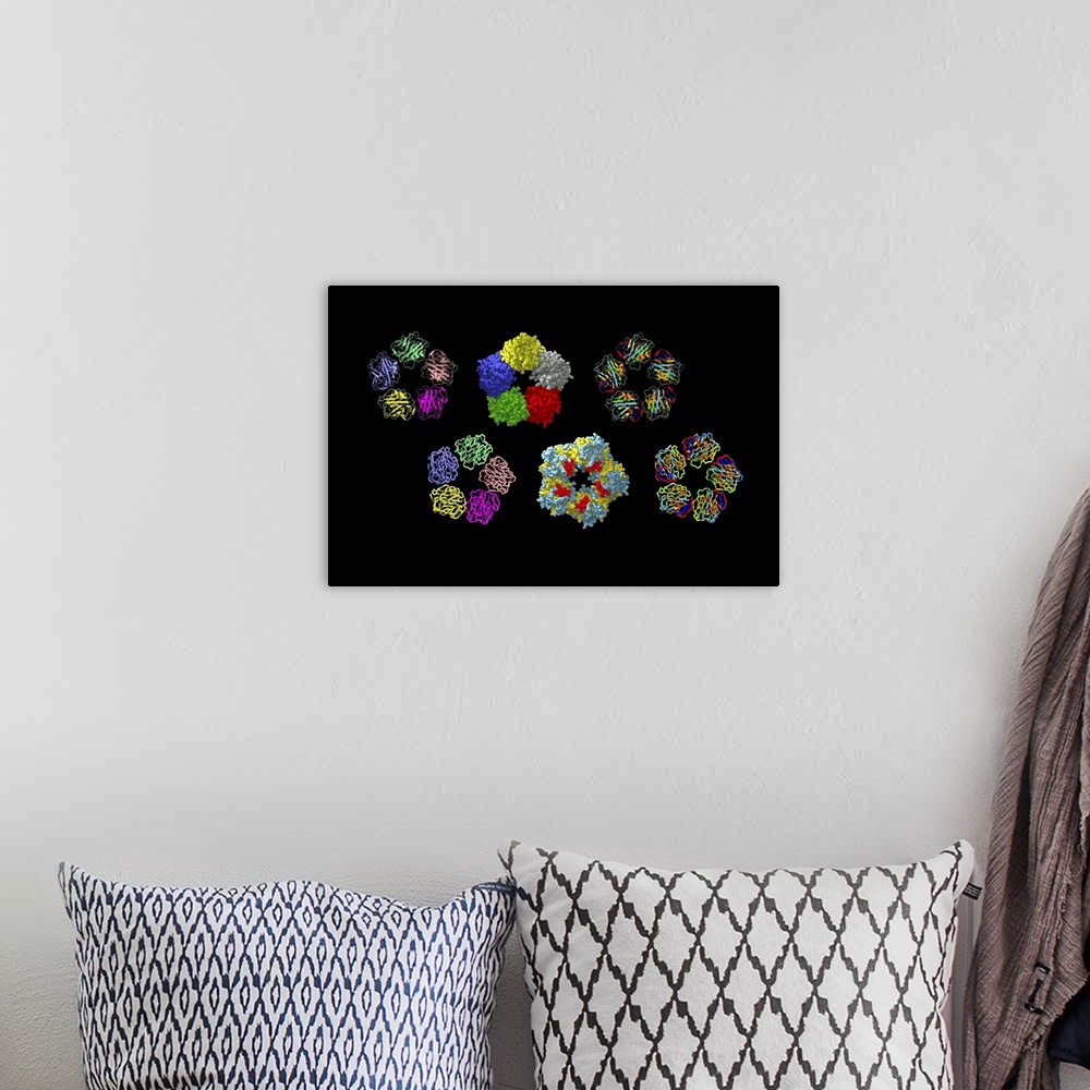 A bohemian room featuring C-reactive protein, molecular models. Six molecules of the protein are seen, each highlighting a ...