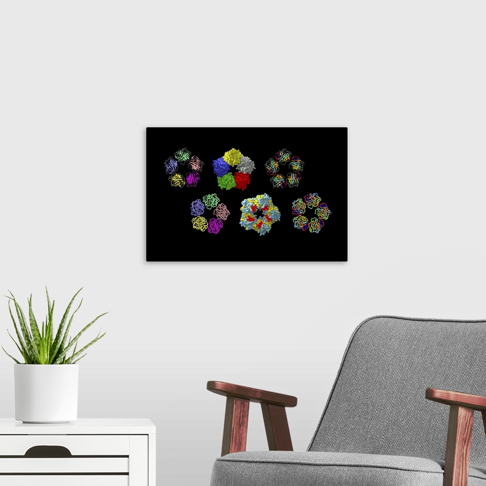 A modern room featuring C-reactive protein, molecular models. Six molecules of the protein are seen, each highlighting a ...