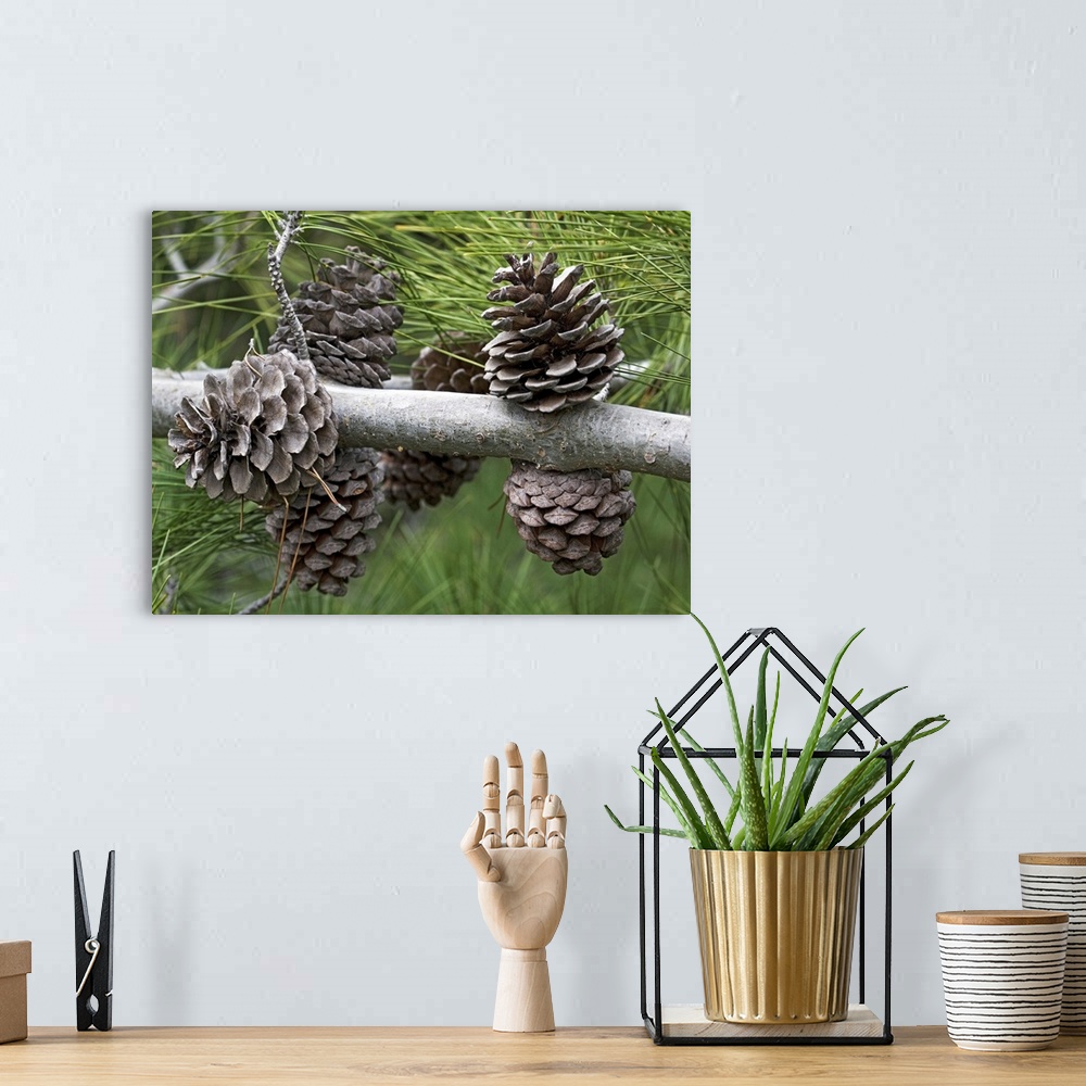 A bohemian room featuring Calabrian pine cones (Pinus brutia). Photographed in Greece, in spring.