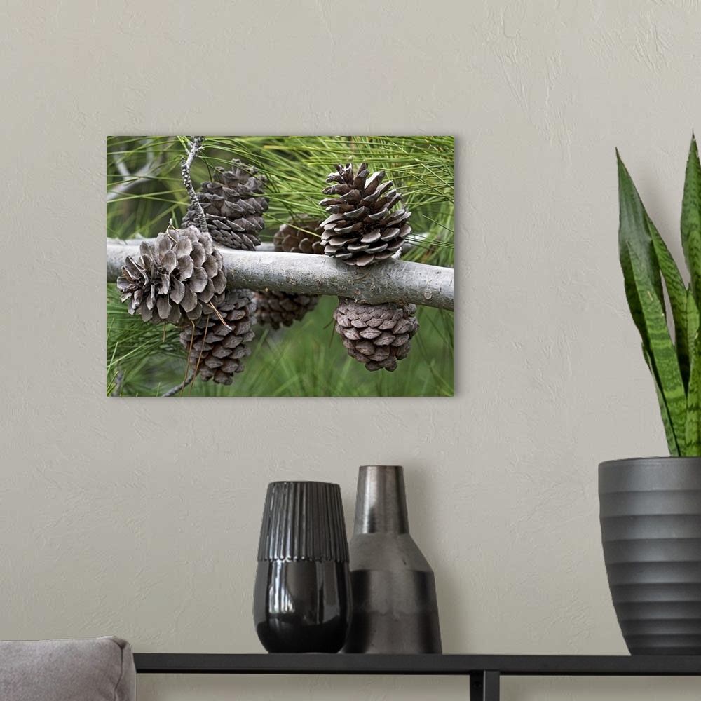 A modern room featuring Calabrian pine cones (Pinus brutia). Photographed in Greece, in spring.