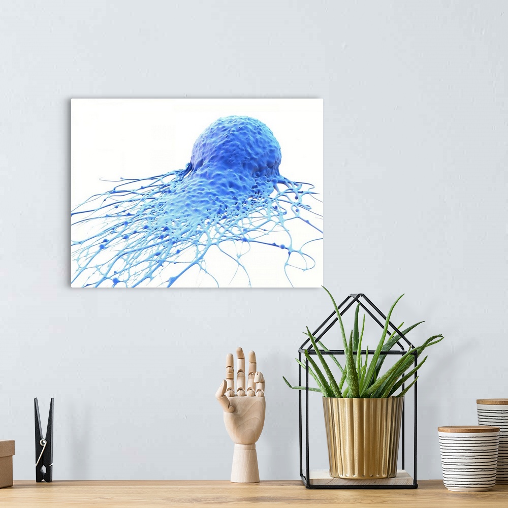 A bohemian room featuring Cancer cell. Computer illustration of cancer cell.