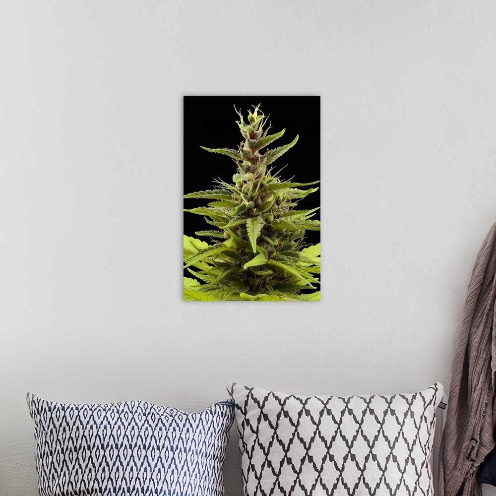 A bohemian room featuring Female flowers on a Cannabis sativa plant. The cannabis plant is dioecious, with the male and fem...