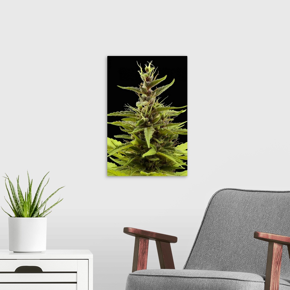 A modern room featuring Female flowers on a Cannabis sativa plant. The cannabis plant is dioecious, with the male and fem...