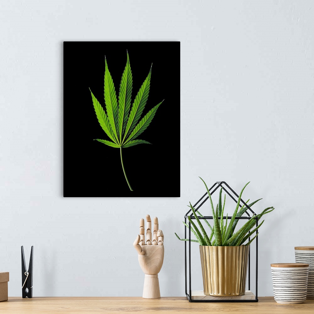 A bohemian room featuring Marijuana (Cannabis sativa indica) leaf.