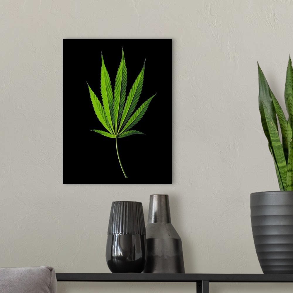 A modern room featuring Marijuana (Cannabis sativa indica) leaf.