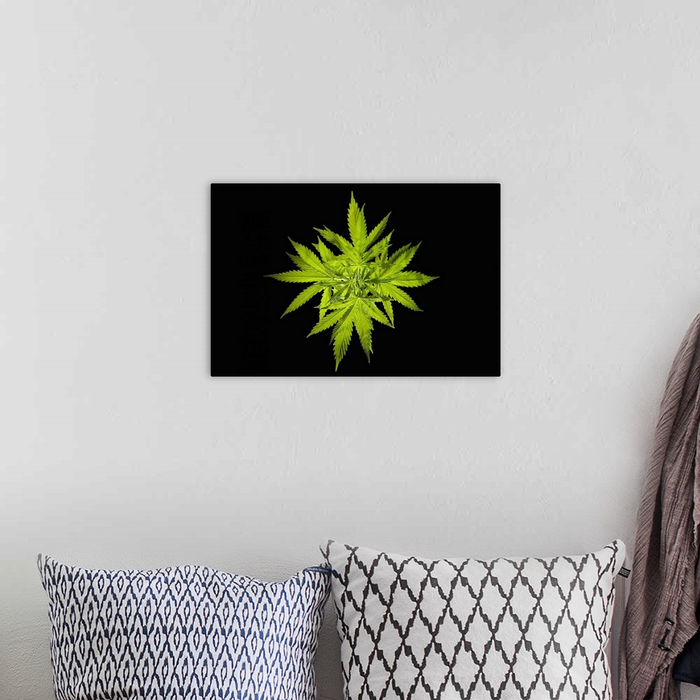 A bohemian room featuring Cannabis sativa plant. A number of products can be made from the cannabis, or hemp, plant, includ...