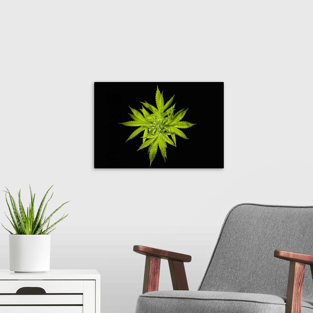 A modern room featuring Cannabis sativa plant. A number of products can be made from the cannabis, or hemp, plant, includ...