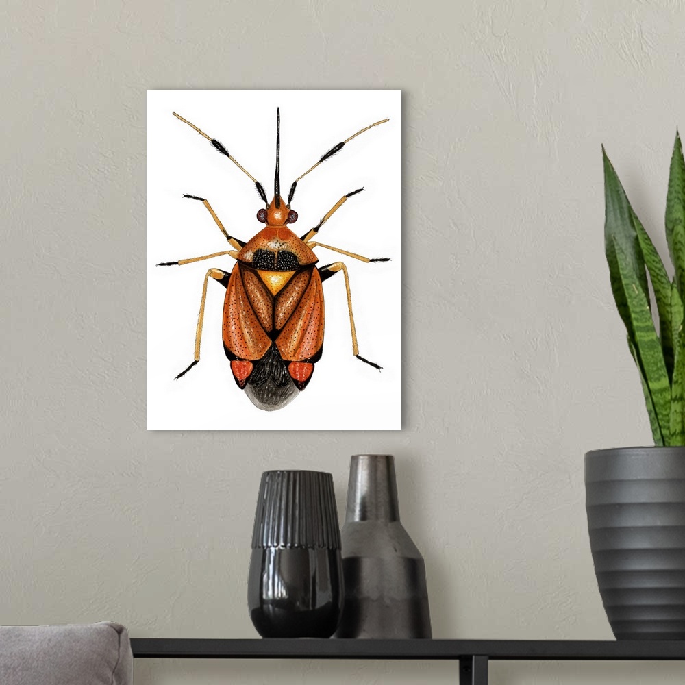 A modern room featuring Capsid bug (Deraecoris ruber), artwork. This predatory species of capsid bug measures between 6.5...