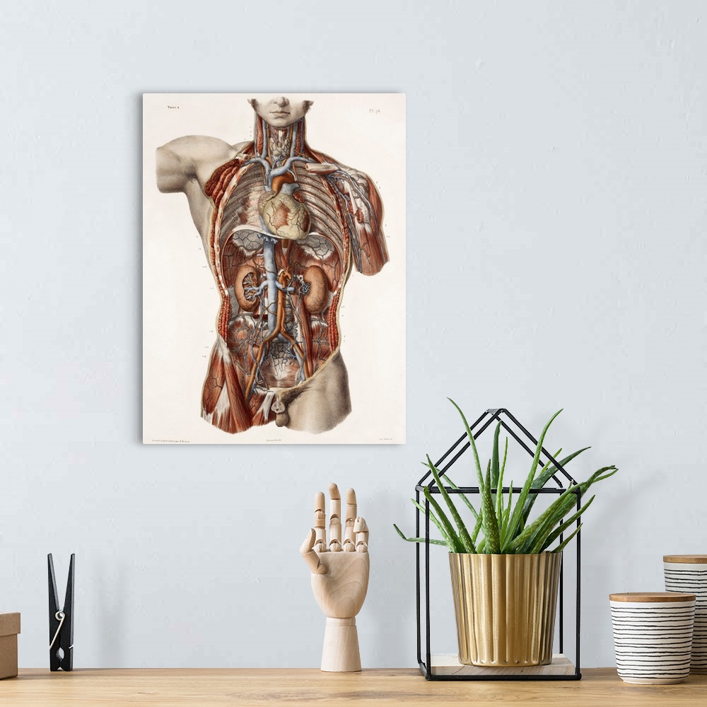 A bohemian room featuring Cardiovascular system, historical artwork. 19th Century hand coloured lithographic print showing ...