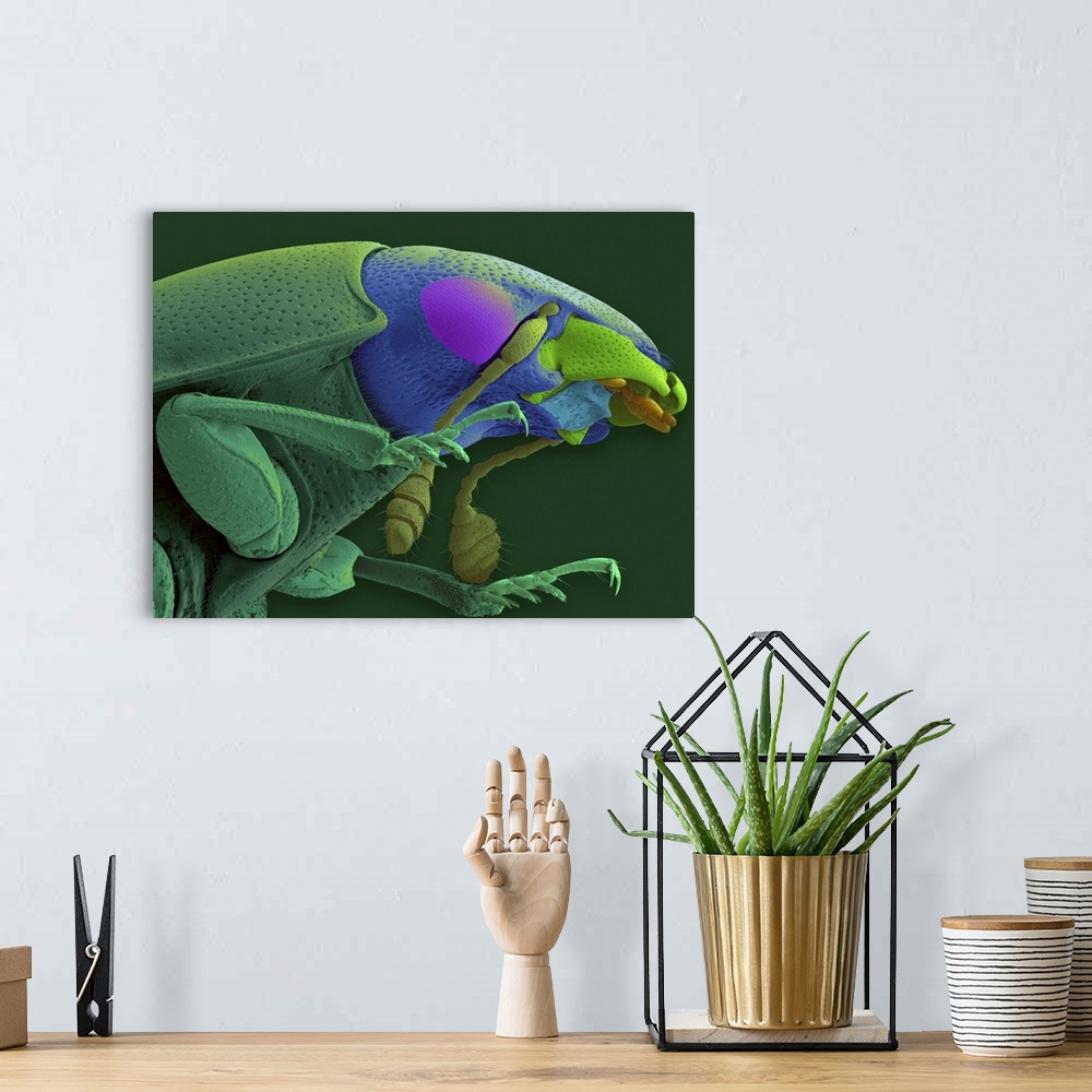 A bohemian room featuring Coloured scanning electron micrograph (SEM) of Carrion (sexton) beetle head and thorax (Cryptarch...