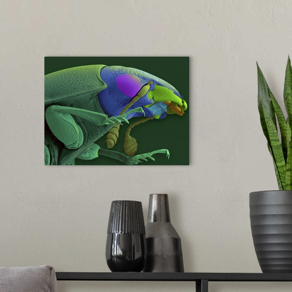 A modern room featuring Coloured scanning electron micrograph (SEM) of Carrion (sexton) beetle head and thorax (Cryptarch...