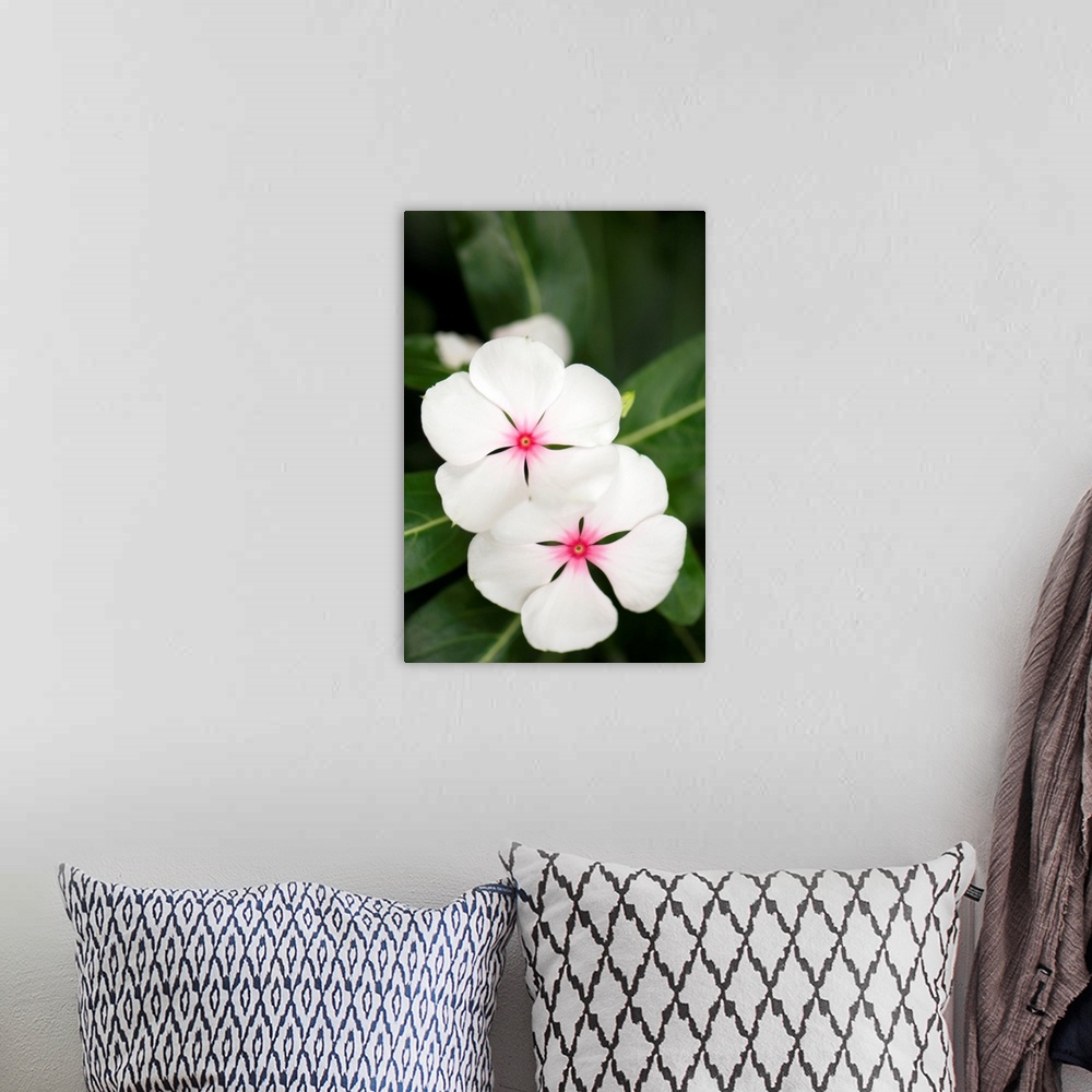 A bohemian room featuring Madagascar periwinkle flowers (Catharanthus roseus).