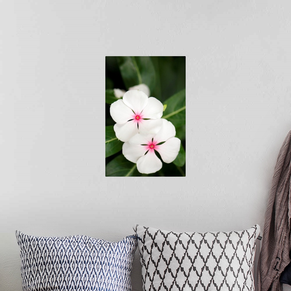 A bohemian room featuring Madagascar periwinkle flowers (Catharanthus roseus).