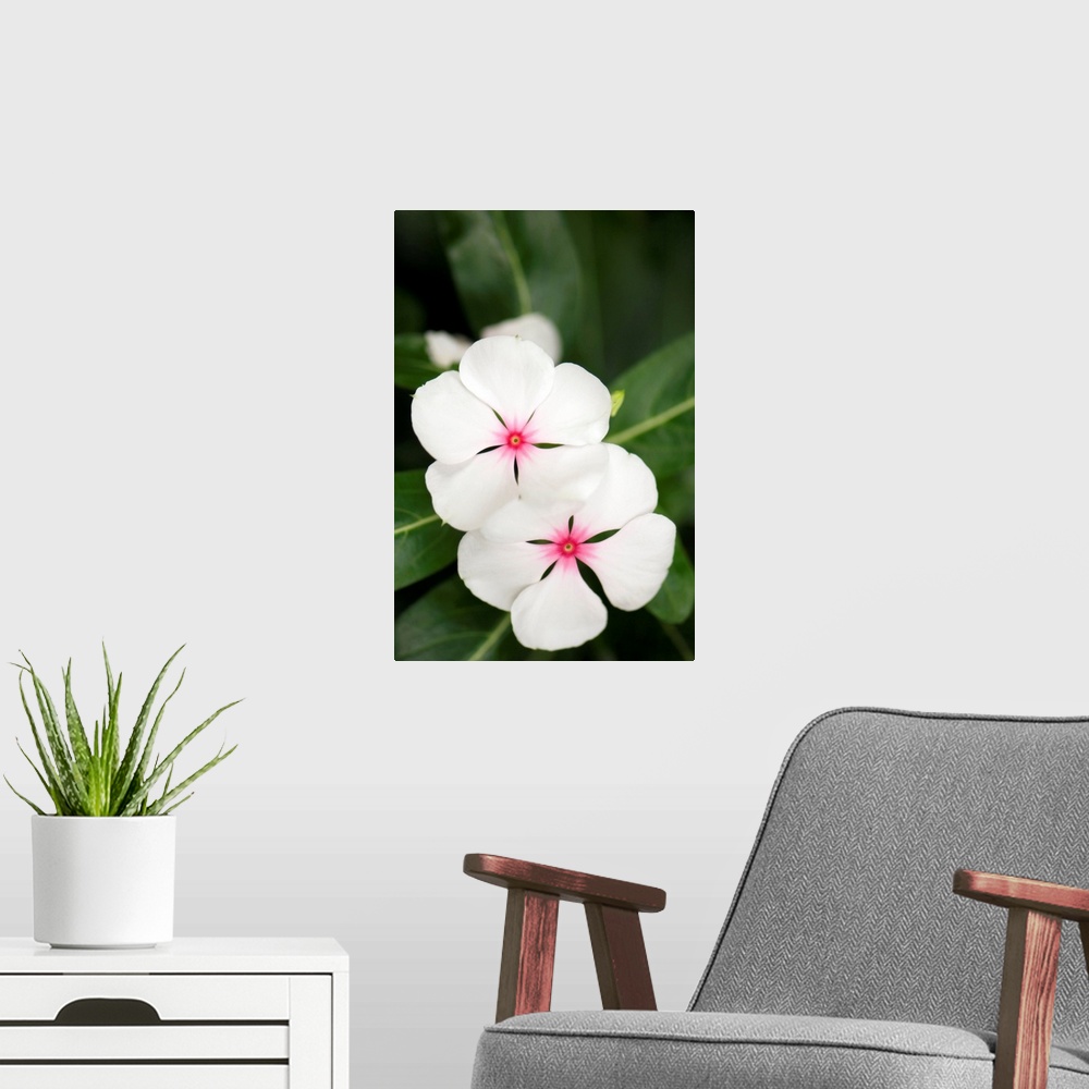 A modern room featuring Madagascar periwinkle flowers (Catharanthus roseus).