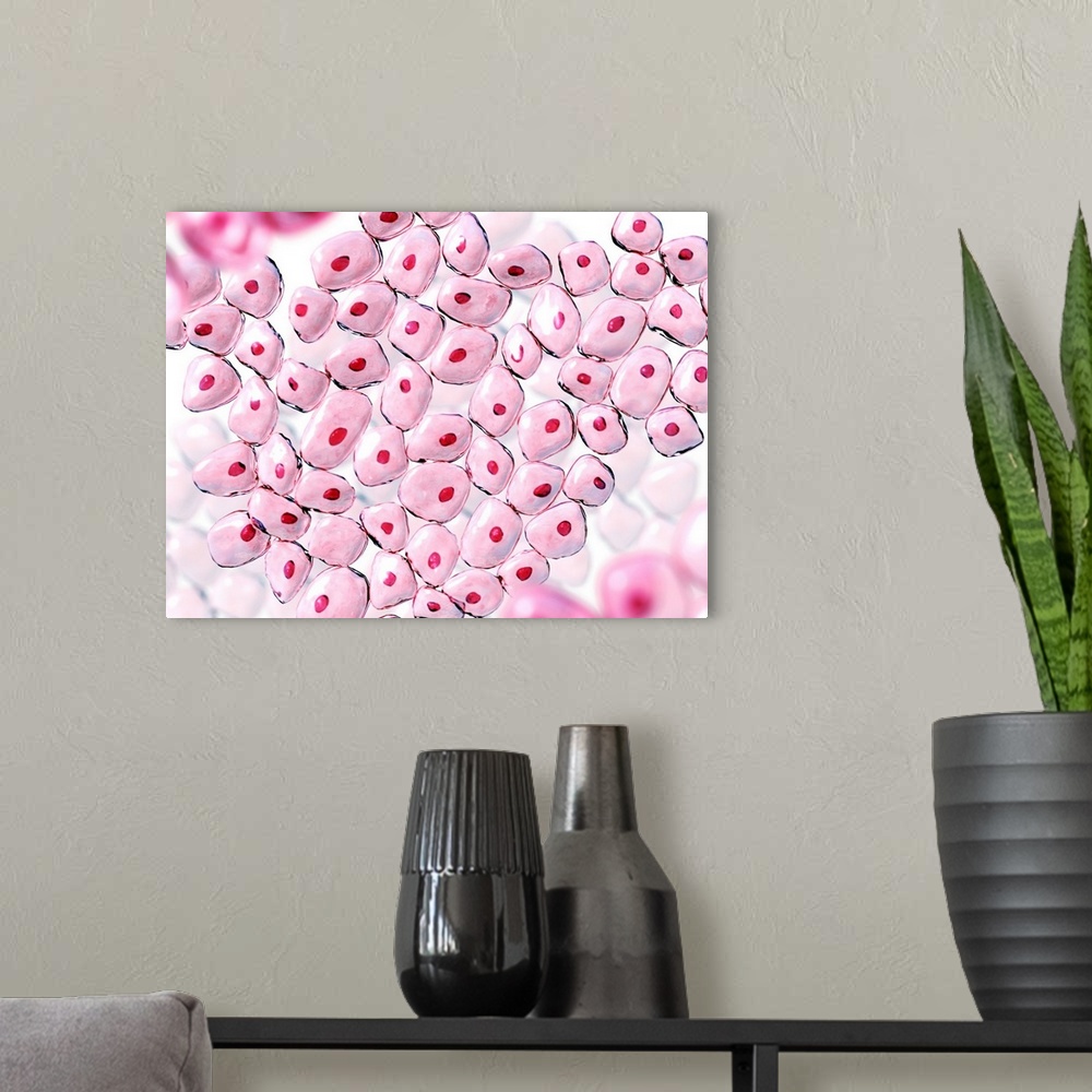 A modern room featuring Cells. Computer artwork of non-specific cells. The red dot in the centre of each cell is the nucl...