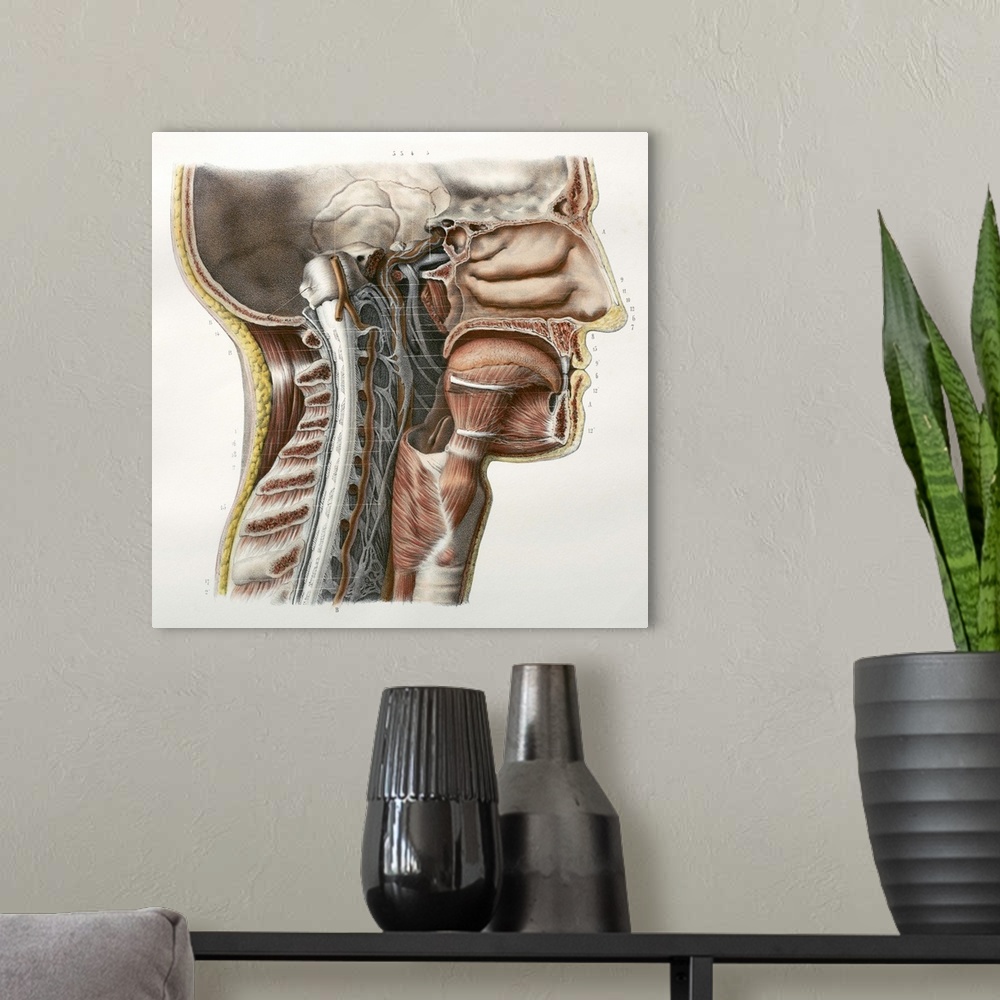 A modern room featuring Cervical spinal nerves. This anatomical artwork is plate 92 from volume 3 (1844) of 'Traite compl...