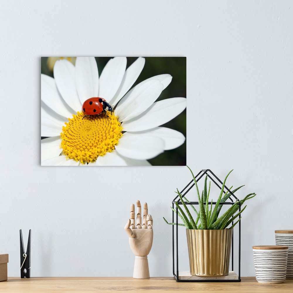A bohemian room featuring Chamomile (Anthemis punctata cupaniana) flower and a seven-spot ladybird (Coccinella septempuncta...