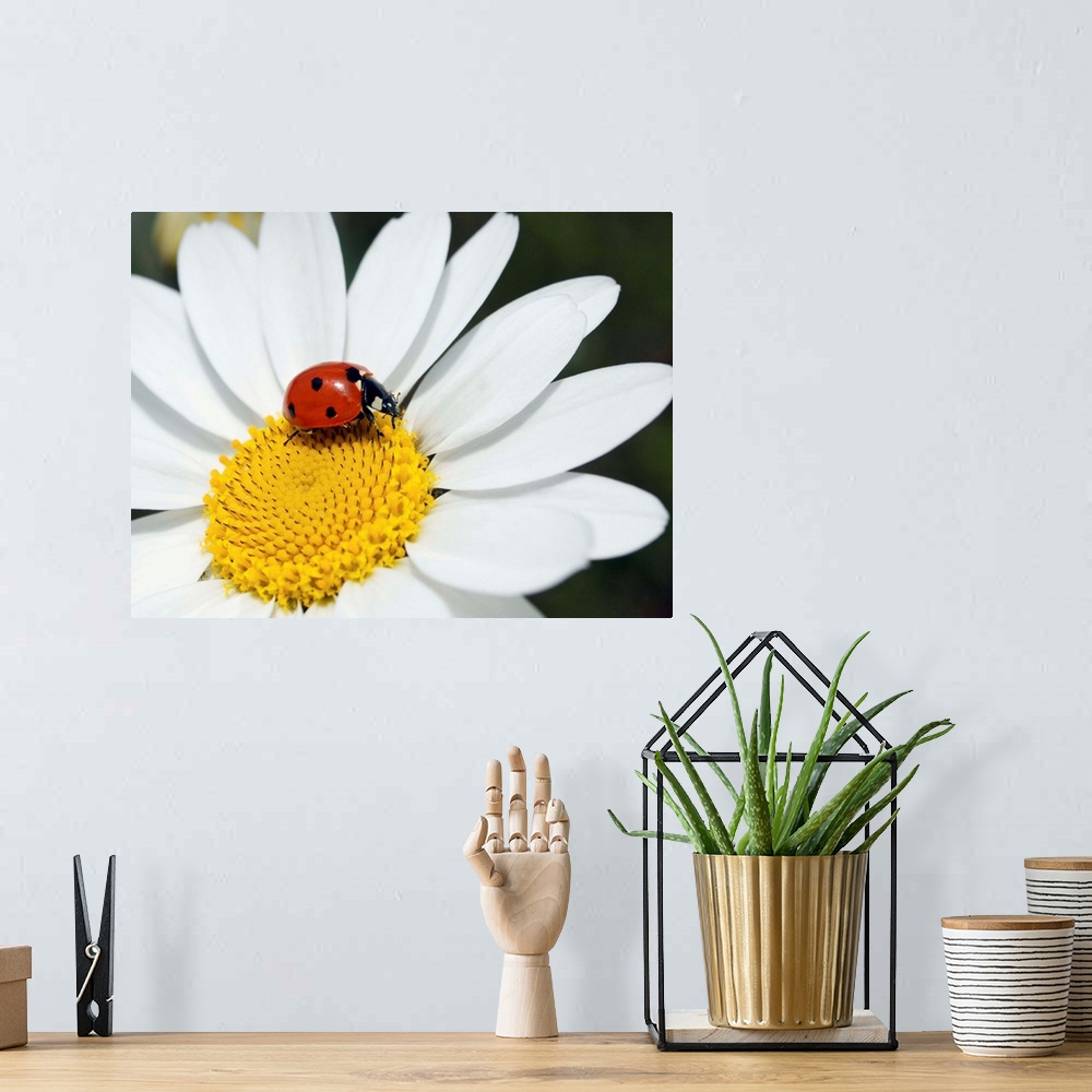 A bohemian room featuring Chamomile (Anthemis punctata cupaniana) flower and a seven-spot ladybird (Coccinella septempuncta...