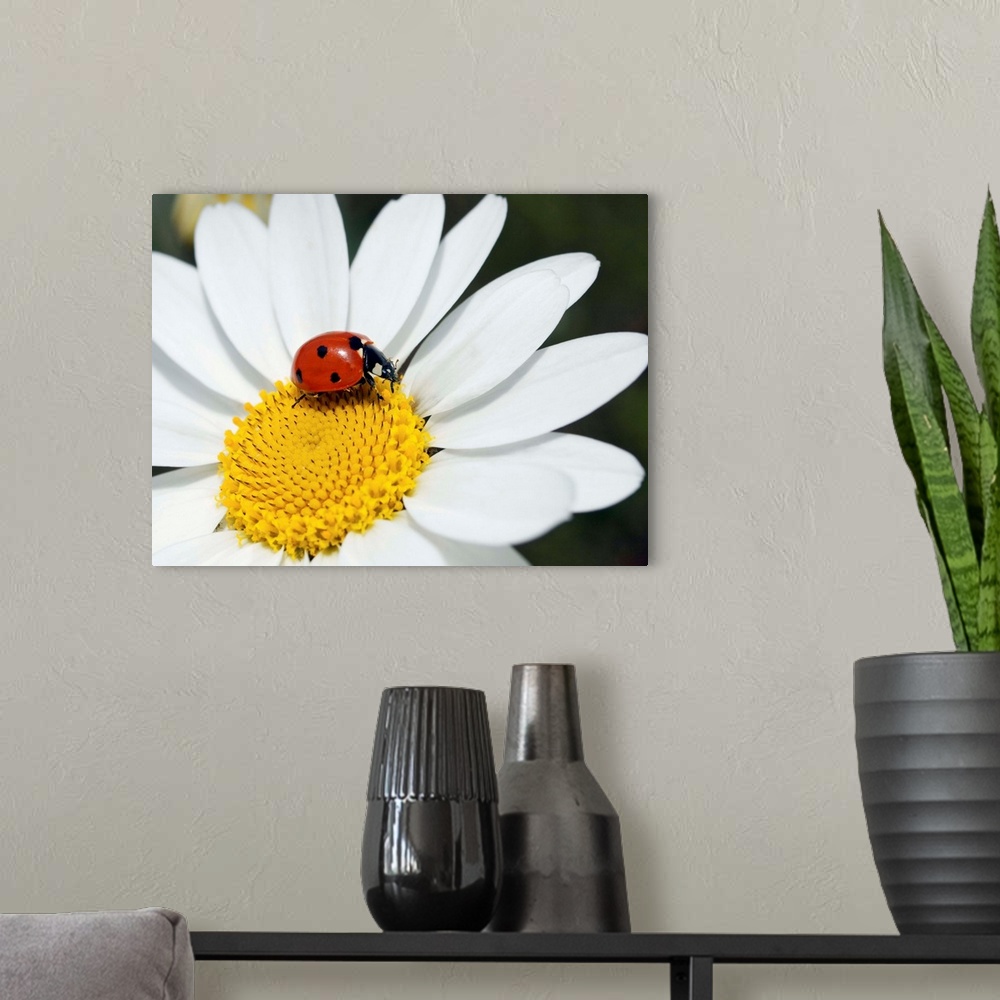 A modern room featuring Chamomile (Anthemis punctata cupaniana) flower and a seven-spot ladybird (Coccinella septempuncta...