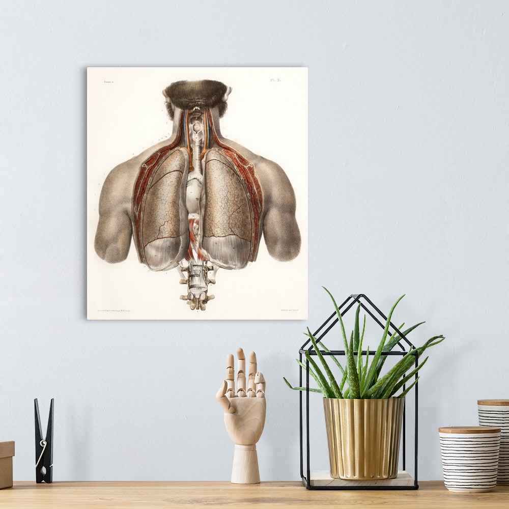 A bohemian room featuring Chest anatomy, 19th Century illustration. Historical hand coloured lithographic print showing the...