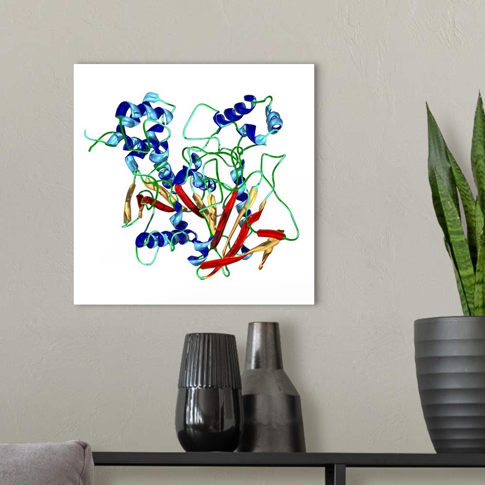 A modern room featuring Cholinesterase enzyme. Molecular model of the secondary structure of butyrylcholinesterase (BChE)...