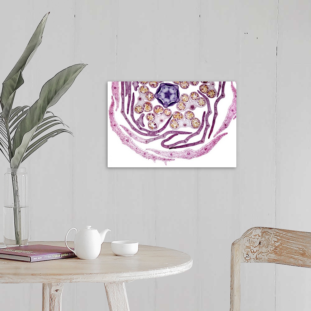 A farmhouse room featuring Chrysanthemum flower bud, light micrograph. At the centre of the bud is a female pistil (purple) ...