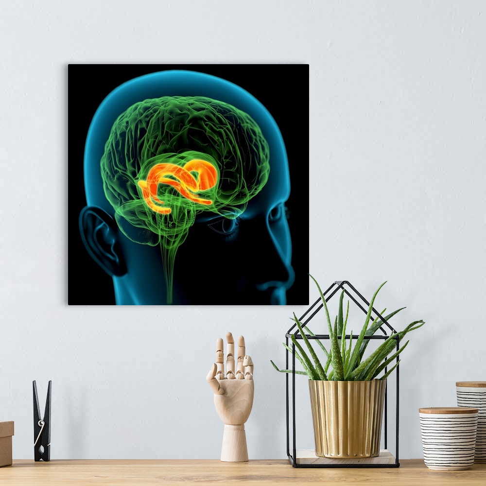 A bohemian room featuring Cingulate gyrus in the brain. Computer artwork of a person's head showing the brain inside. The h...