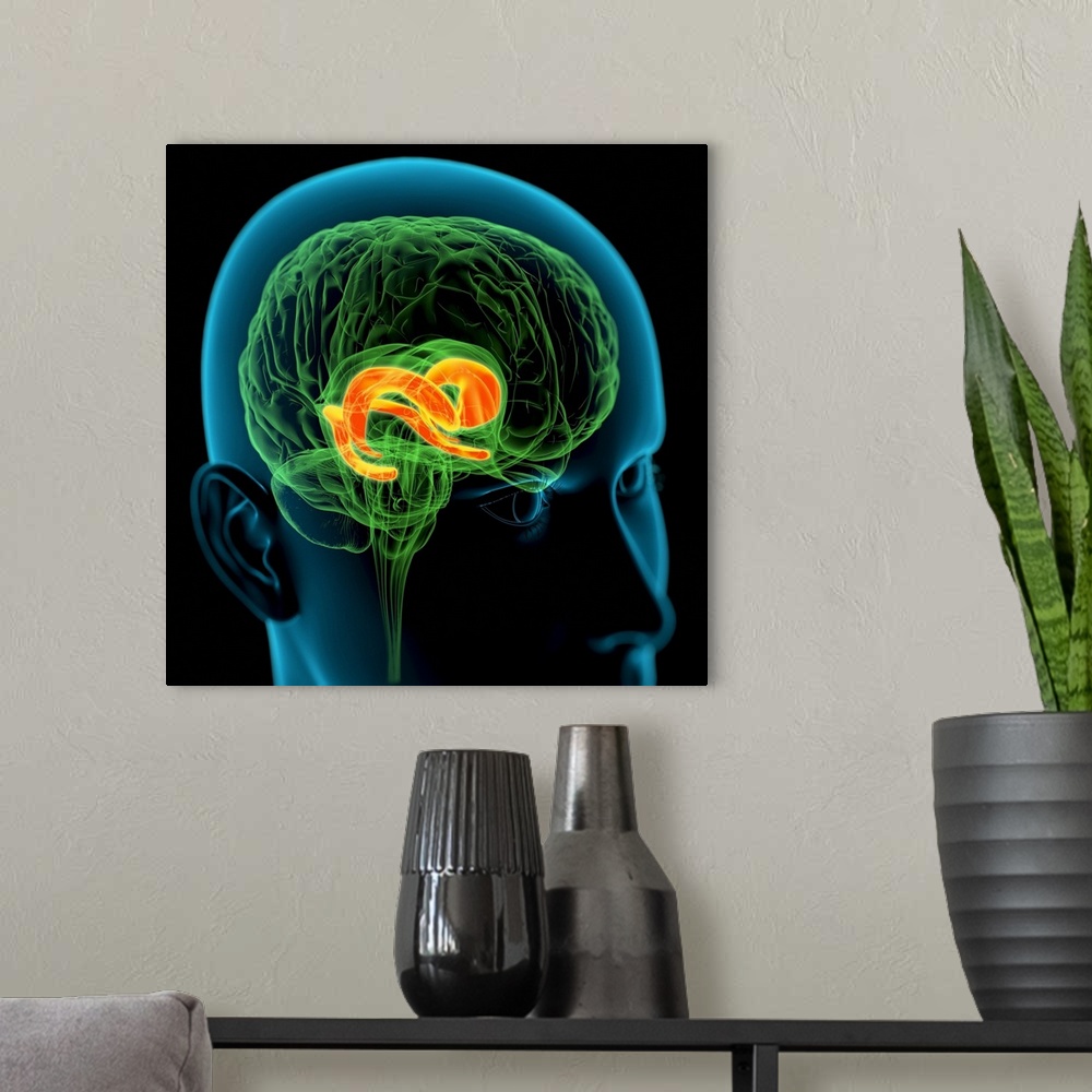 A modern room featuring Cingulate gyrus in the brain. Computer artwork of a person's head showing the brain inside. The h...