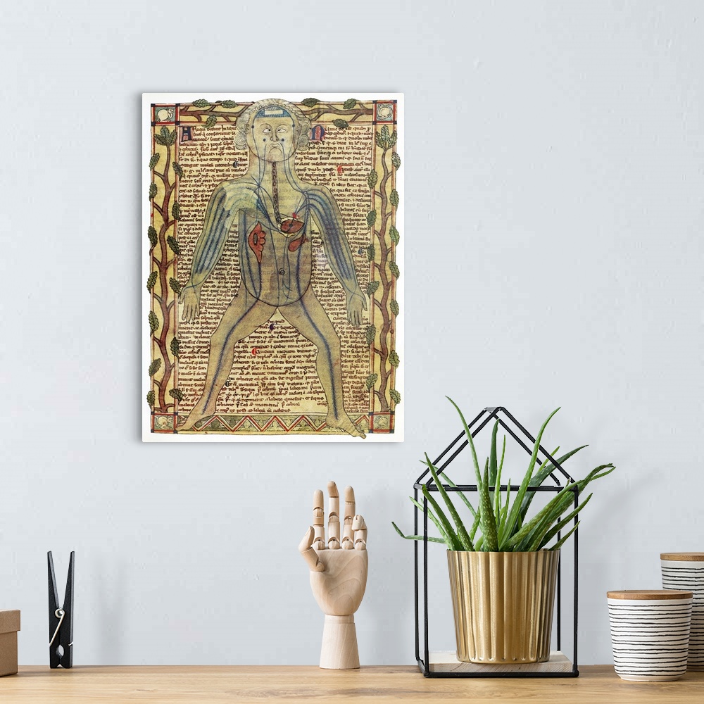 A bohemian room featuring Circulatory system. Historical artwork of a human figure with internal organs and blood vessels s...