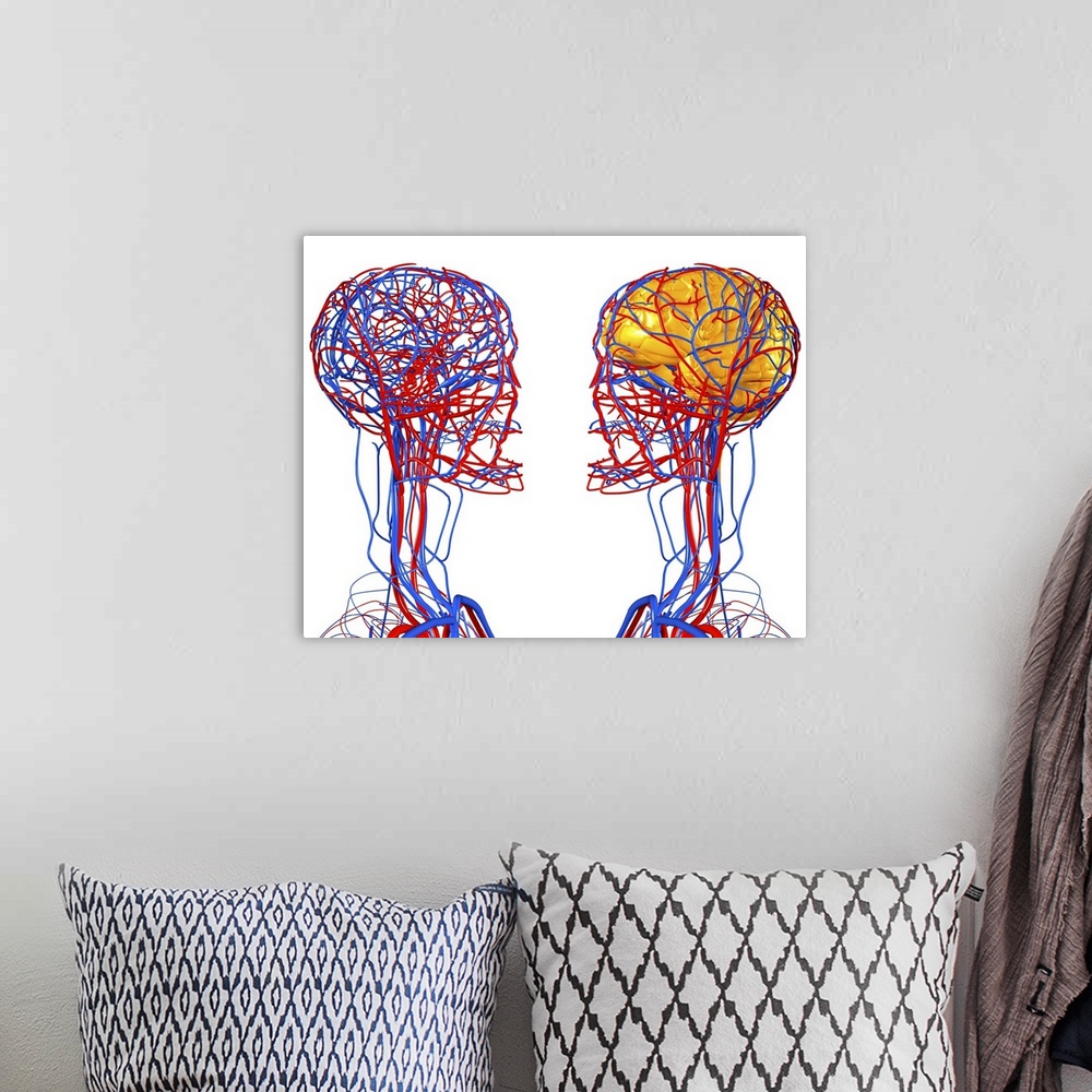 A bohemian room featuring Circulatory system and brain. Computer artwork showing the blood vessels of the head and neck. Al...