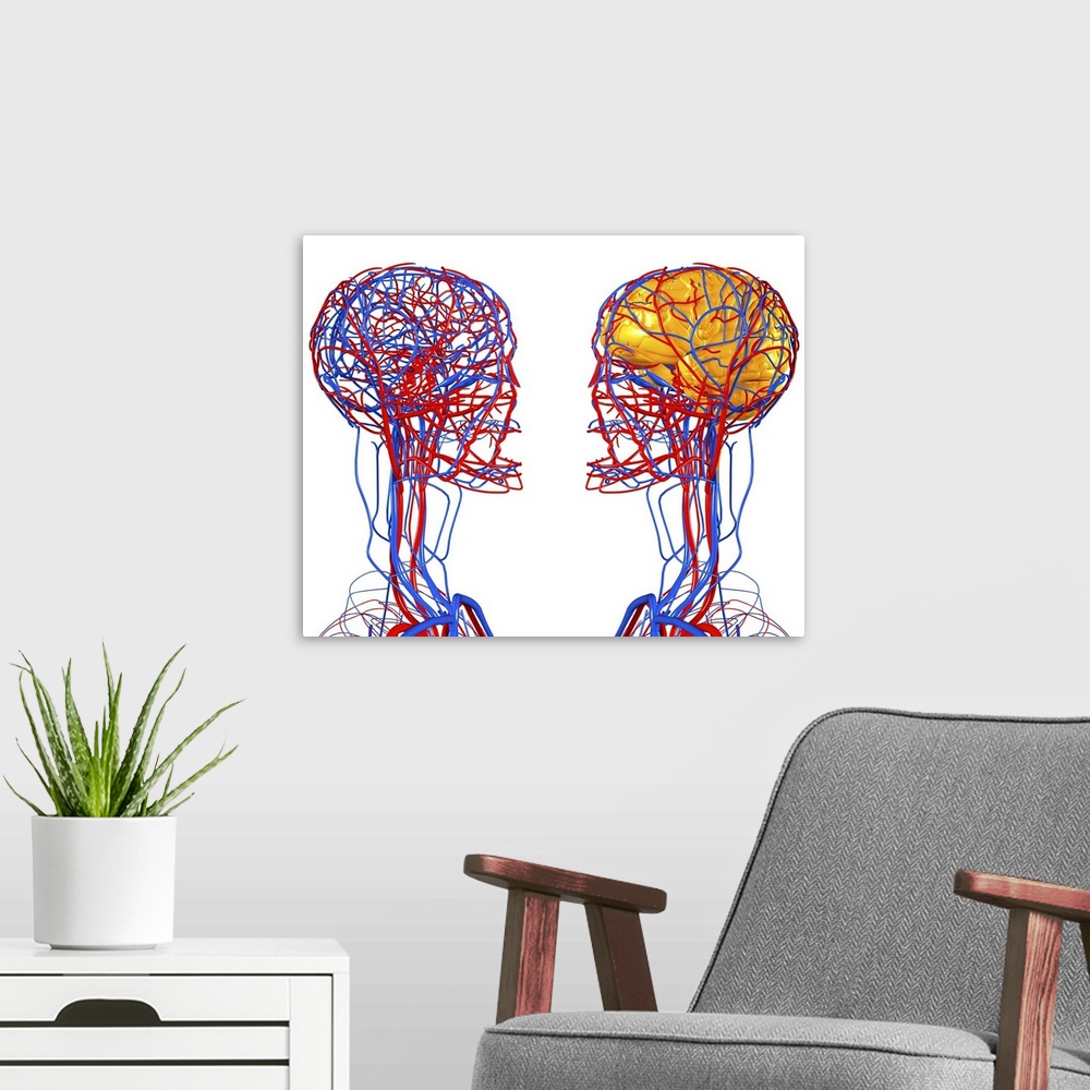 A modern room featuring Circulatory system and brain. Computer artwork showing the blood vessels of the head and neck. Al...
