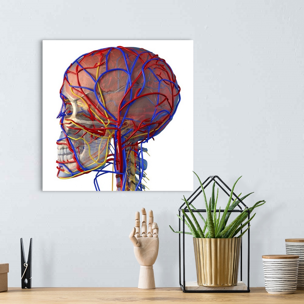A bohemian room featuring Circulatory system and brain. Computer artwork showing the blood vessels (blue and red) and bones...