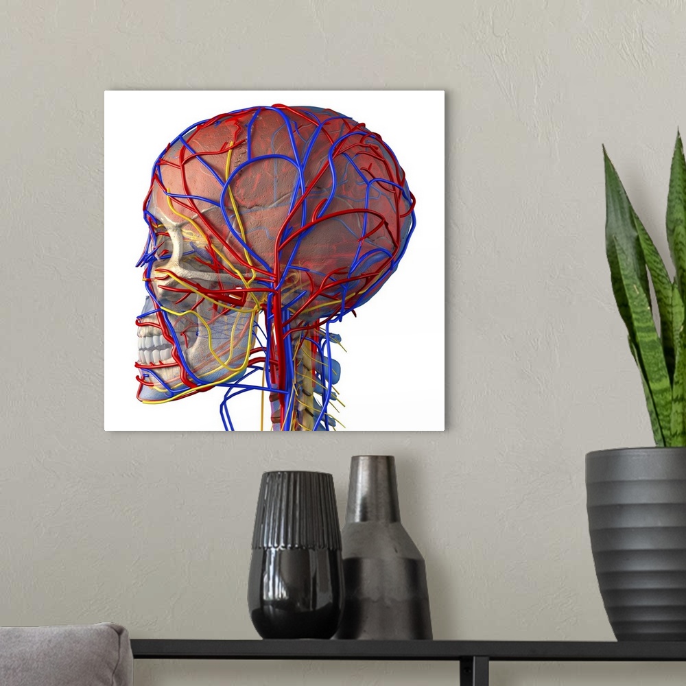 A modern room featuring Circulatory system and brain. Computer artwork showing the blood vessels (blue and red) and bones...