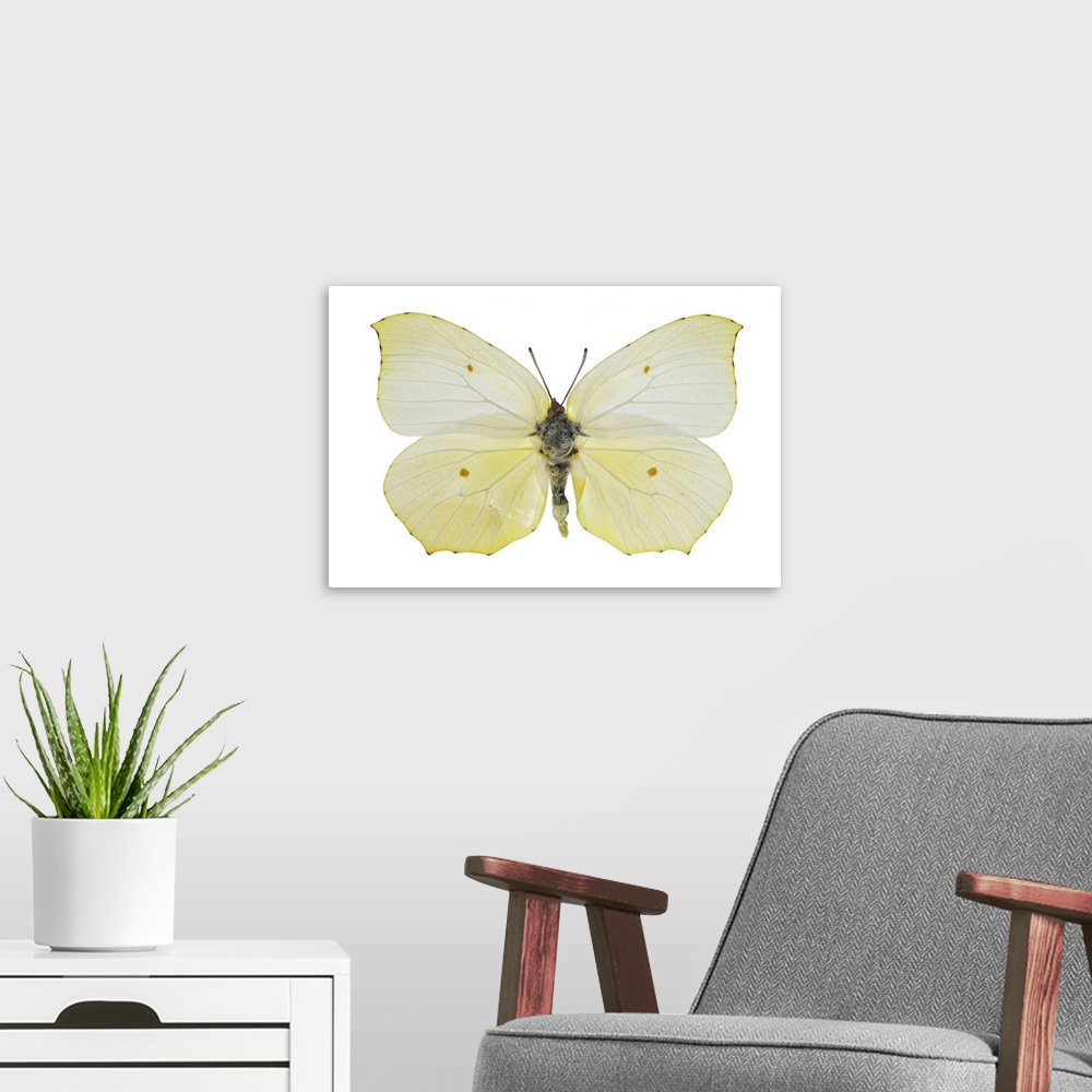 A modern room featuring Cleopatra butterfly (Gonepteryx cleopatra). This butterfly is native to the Mediterranean region....