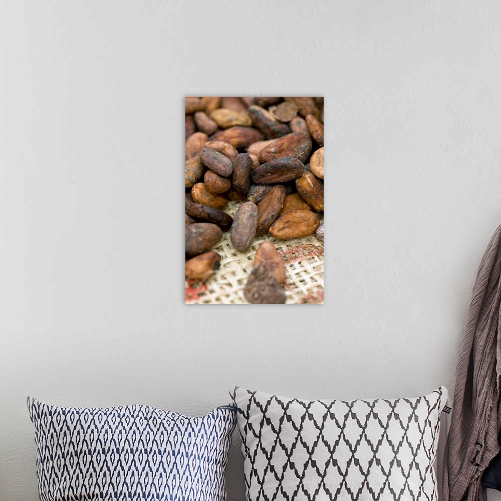 A bohemian room featuring Cocoa beans. These beans are obtained from the pod of the cocoa plant (Theobroma cacao), also kno...
