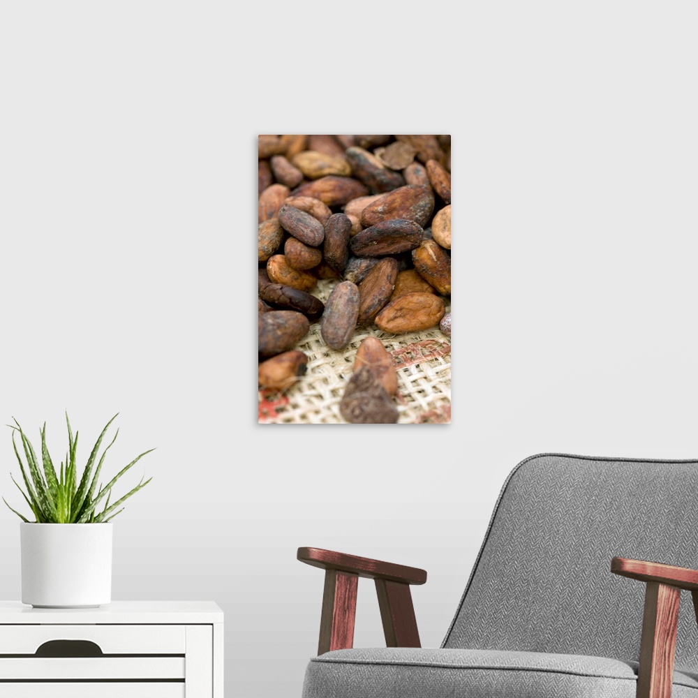 A modern room featuring Cocoa beans. These beans are obtained from the pod of the cocoa plant (Theobroma cacao), also kno...
