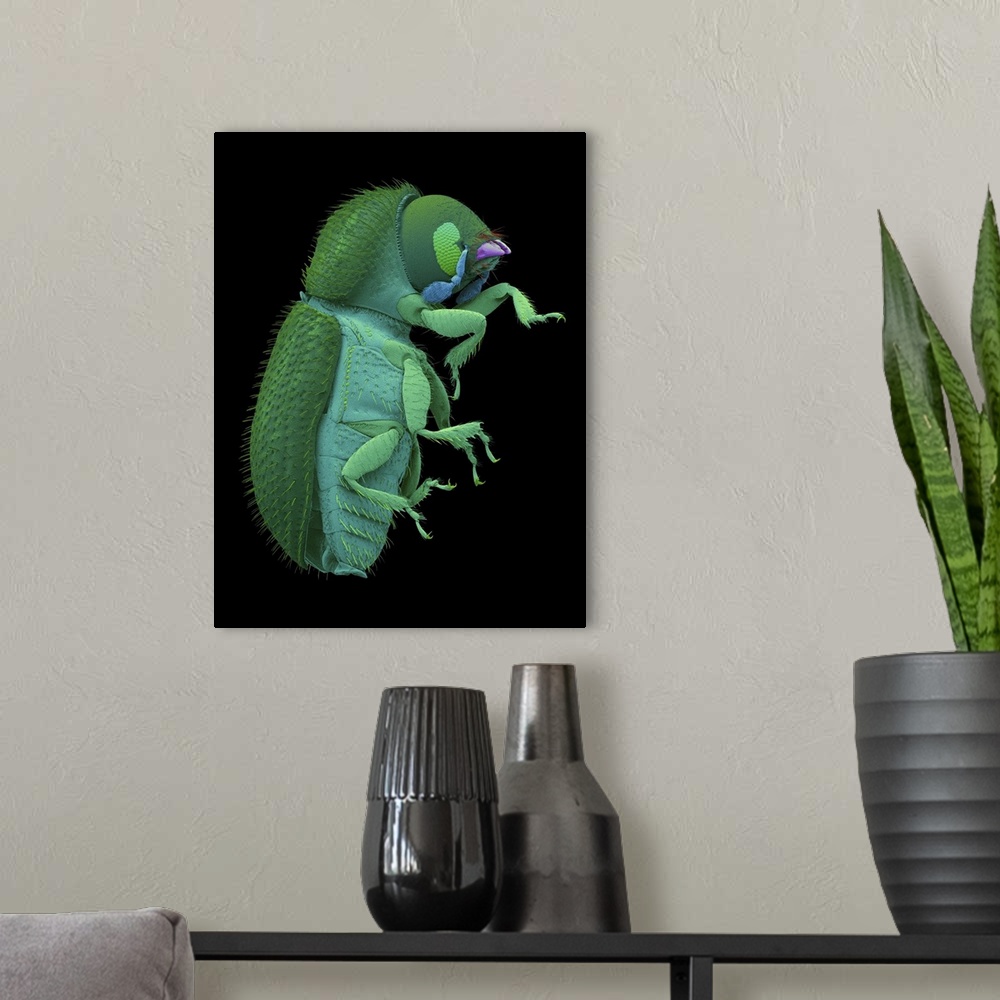 A modern room featuring Coloured scanning electron micrograph (SEM) of the tiny coffee berry borer beetle (Hypothenemus h...