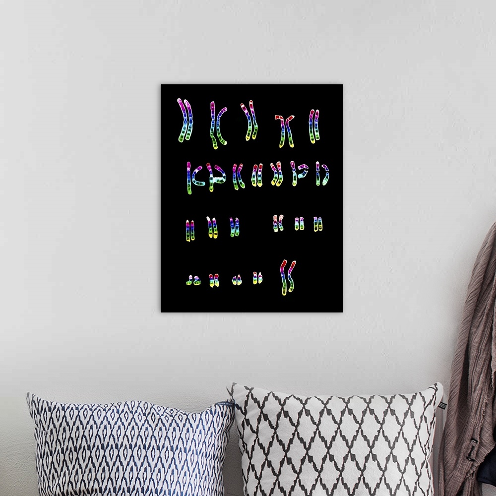 A bohemian room featuring Female chromosomes. Light micrograph of a normal female karyotype, the full complement of female ...